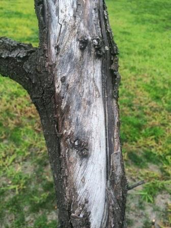 Treating Fungal Growth on Fruit Trees (one year after first treatment) - thelinkssite.com