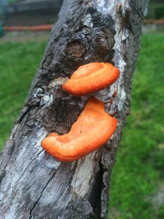 Treating Fungal Growth on Fruit Trees - thelinkssite.com
