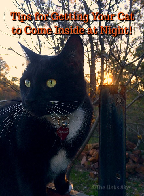 Black and white cat sitting next to a steel garden post. The sun can be seen setting behind the trees in the background. Text overlay says: tips for getting your cat to come inside at night!