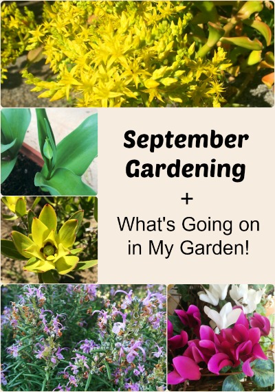 It is almost spring and I am sharing what I have been doing in my garden. September Gardening - thelinkssite.com