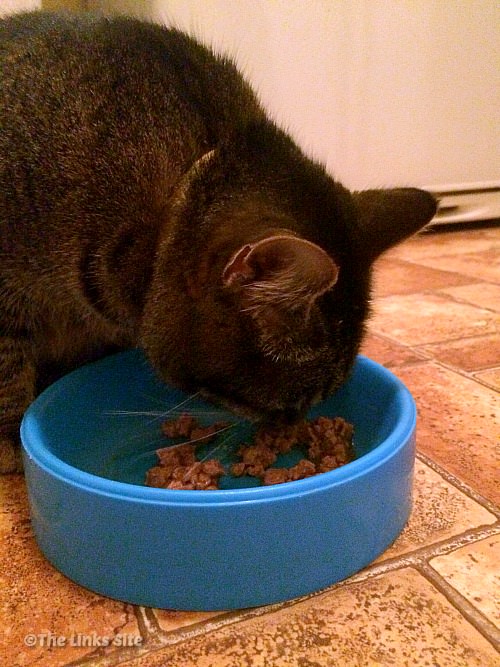 Tabby cat eating wet food from a blue plastic bowl.