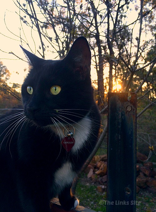 Black and white cat sitting on a fence as the sun goes down.