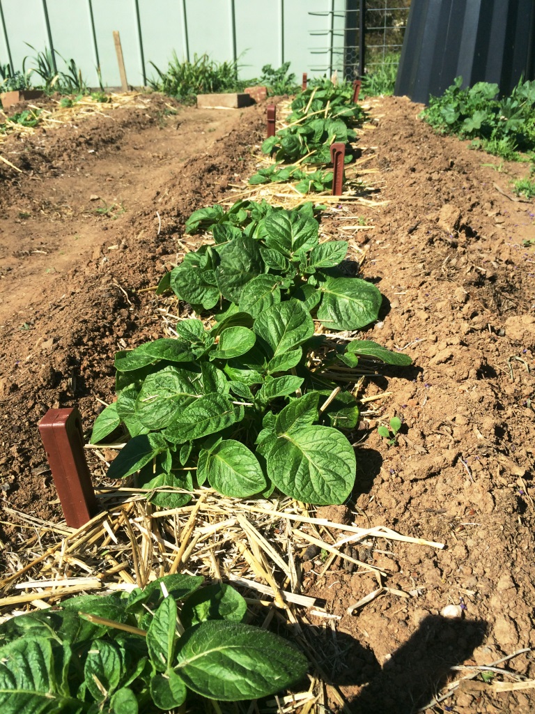 Our potatoes are thriving now that the weather is warming up! September Gardening - thelinkssite.com
