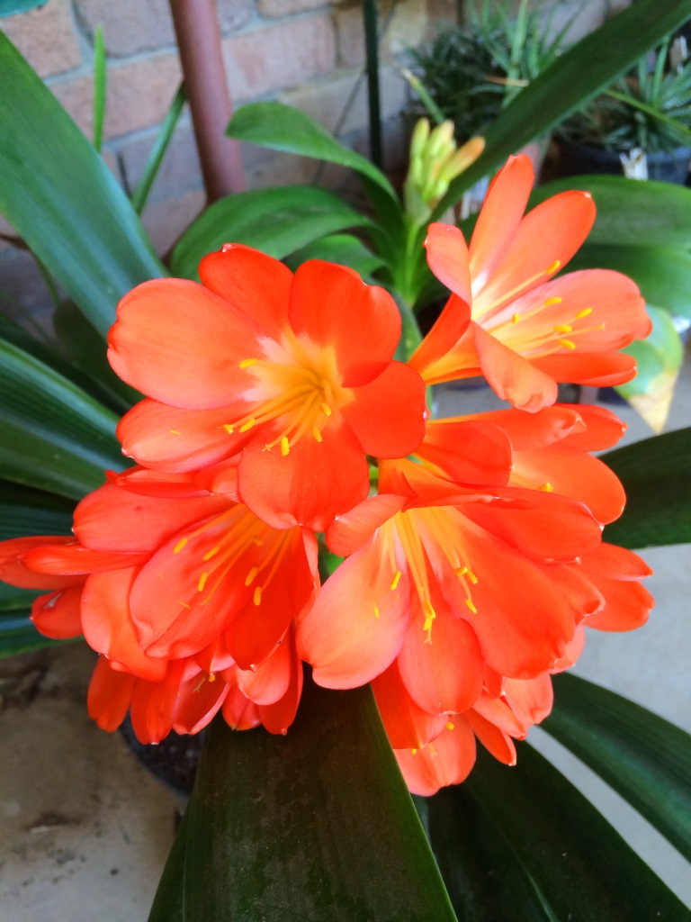 Clivias add a dramatic splash of colour to the spring garden! - October Gardening - thelinkssite.com