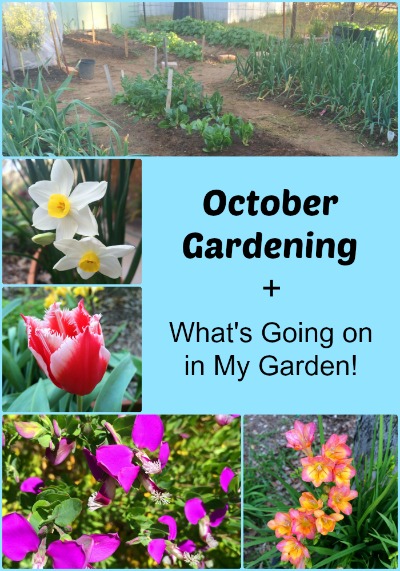 October gardening inspiration plus what has been happening in my garden lately! - October Gardening - thelinkssite.com