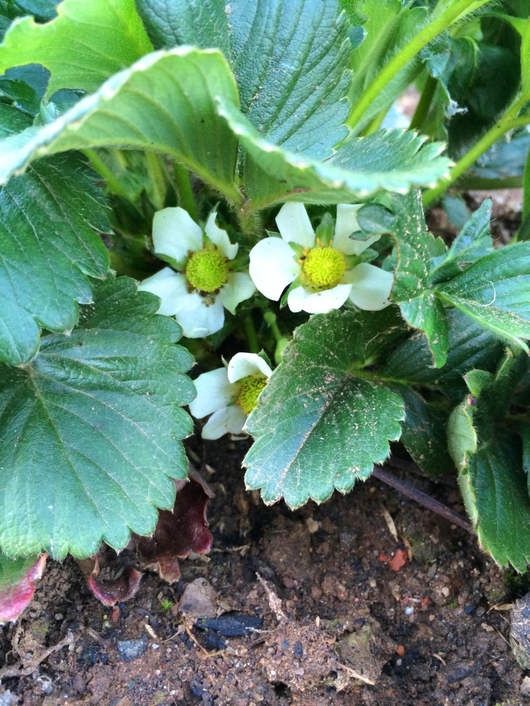 Our strawberry plants are flowering now that spring has arrived! - October Gardening - thelinkssite.com