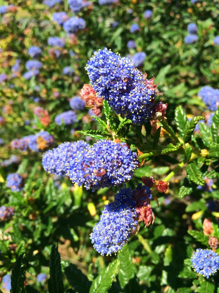 The spectacular blue flowers of the California lilac bush are a lovely sight in spring! - October Gardening - thelinkssite.com