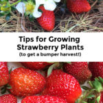 Collage with two images. Top image shows a strawberry plant with flowers and ripe strawberries. Bottom image shows a plate of ripe strawberries. Text overlay says: Tips for Growing Strawberry Plants (to get a bumper harvest!).