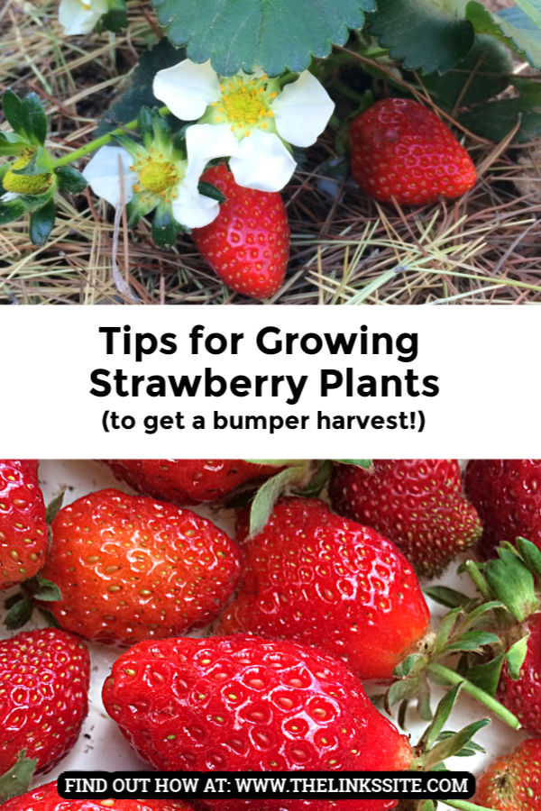 Collage with two images. Top image shows a strawberry plant with flowers and ripe strawberries. Bottom image shows a plate of ripe strawberries. Text overlay says: Tips for Growing Strawberry Plants (to get a bumper harvest!).