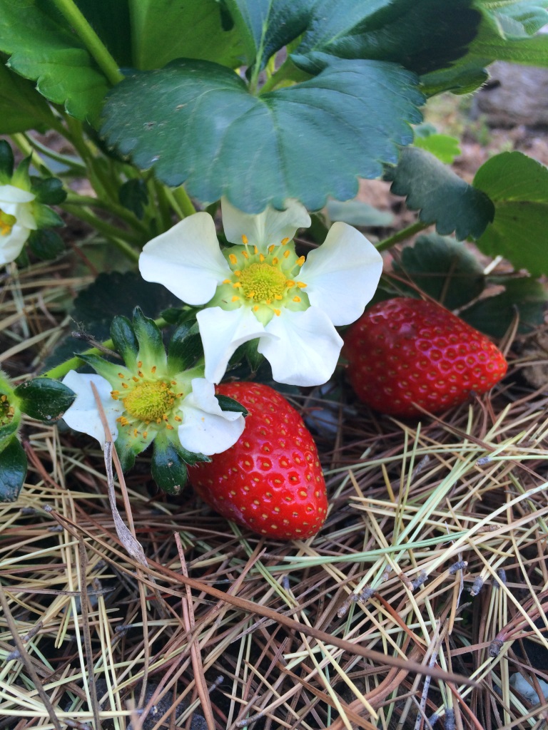 Strawberry plant with flowers and two ripe strawberries.