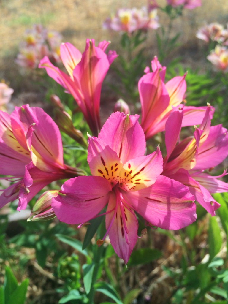 Alstroemeria plants add colour and bring bees to our vegetable patch! November Gardening - thelinkssite.com