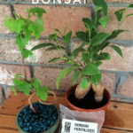 Looking down at two small bonsai plants that are sitting on a wooden box in front of a brick wall. One plant is a maple and the other is a ficus. A plastic packet labelled ‘Bonsai Fertilizer’ is propped up in front of the pots. Text overlay says: Tips For When You're New To Fertilizing Bonsai.