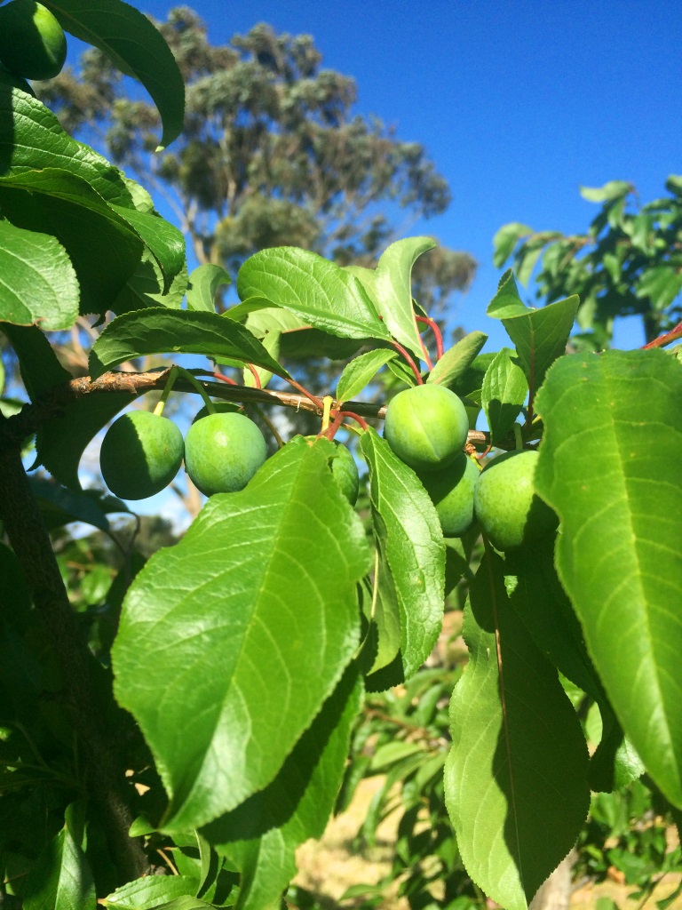 Lots of yummy plums on the way! November Gardening - thelinkssite.com