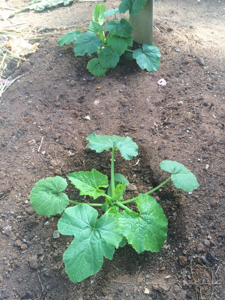 Our zucchini plants have been thriving in the warm spring weather! November Gardening - thelinkssite.com