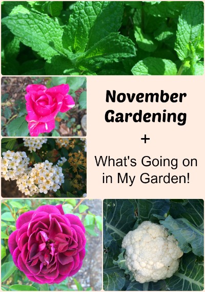 Talking about November Gardening - thelinkssite.com