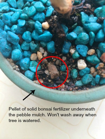 Close up of the top of a bonsai pot. The top of the pot has been decorated with blue/green pebble mulch. Some of the pebbles have been scraped back to reveal a pellet of fertilizer. The fertilizer pellet is highlighted by a red circle and an arrow. Text overlay below the arrow says: Pellet of solid bonsai fertilizer underneath the pebble mulch. Won’t wash away when tree is watered.