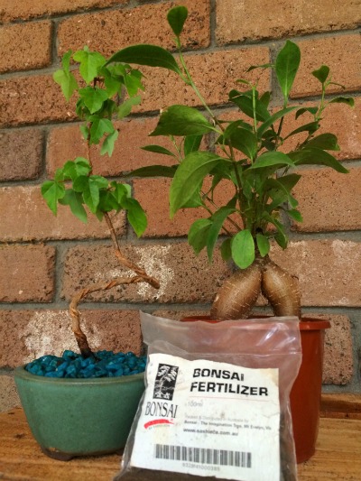 Two small bonsai plants are sitting on a wooden box in front of a brick wall. One plant is a maple and the other is a ficus. A plastic packet labelled ‘Bonsai Fertilizer’ is propped up in front of the pots.