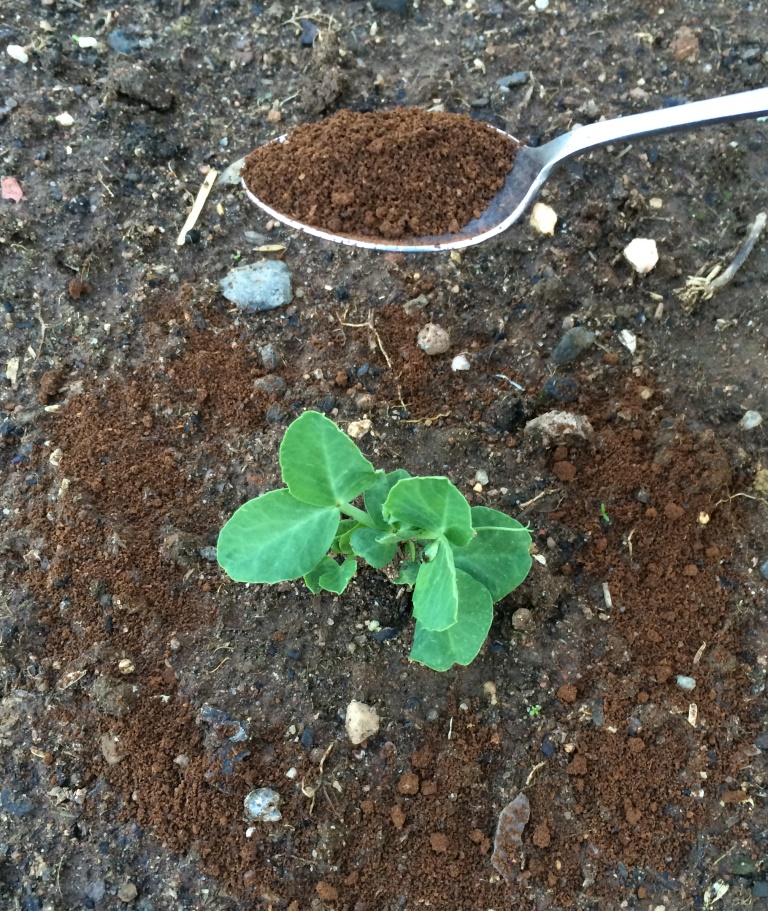 A small pea seedling in the ground with a spoon containing coffee grounds overhead. Coffee grounds have been sprinkled in a ring around the seedling.