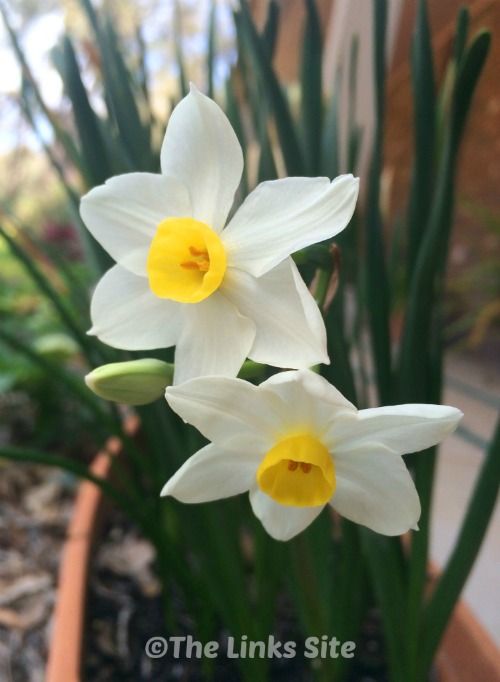 Daffodils are a classic spring bulb that can easily be grown in a container