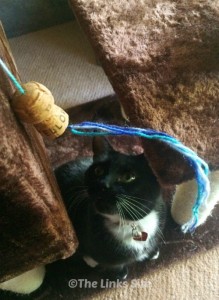 Easiest ever cat toys made from wine corks and wool!