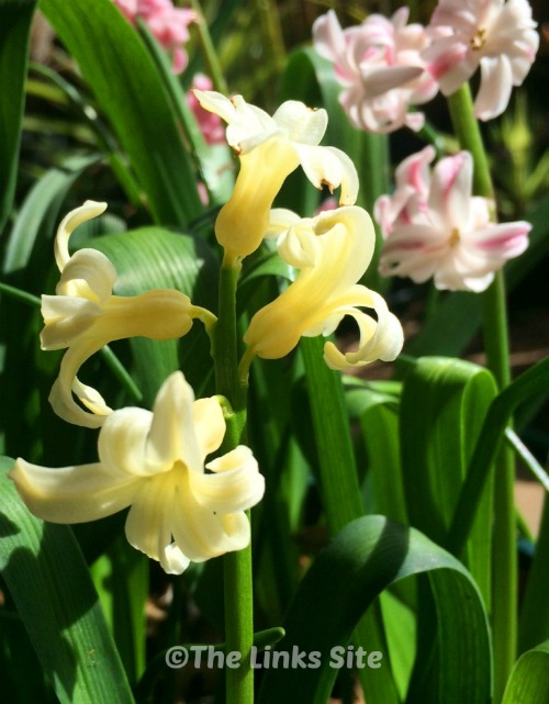 Grow Hyacinth bulbs in containers for some gorgeous spring colour and wonderful perfume!