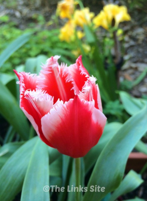 Grow tulip bulbs in containers for some spring colour right outside your window!