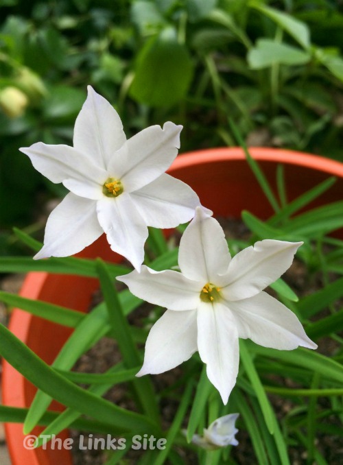 Growing these Spring Star bulbs in containers is very easy!
