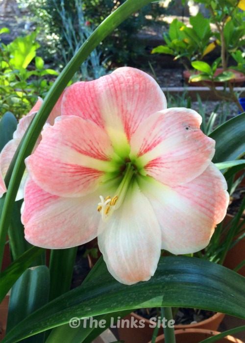 Hippeastrum flowers are so beautiful and growing these bulbs in containers is very easy!