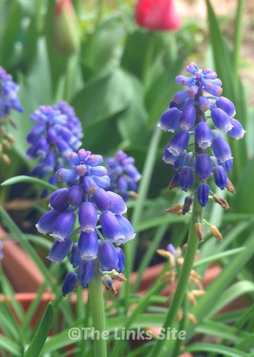 I love grape hyacinth, we grow them in containers to have some spring colour close to the house!