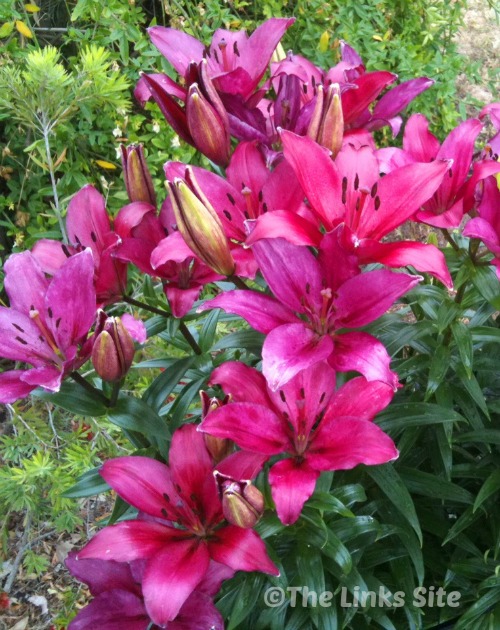 Lily flowers bulbs are so easy to grow in containers!