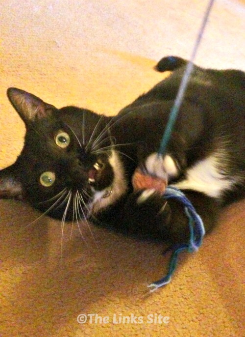 A black and white cat is lying on the carpet and playing with a dangling toy.
