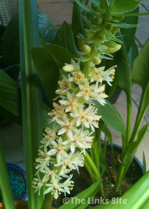 Pineapple Lily flowers are so cute, they are shaped like little pineapples!