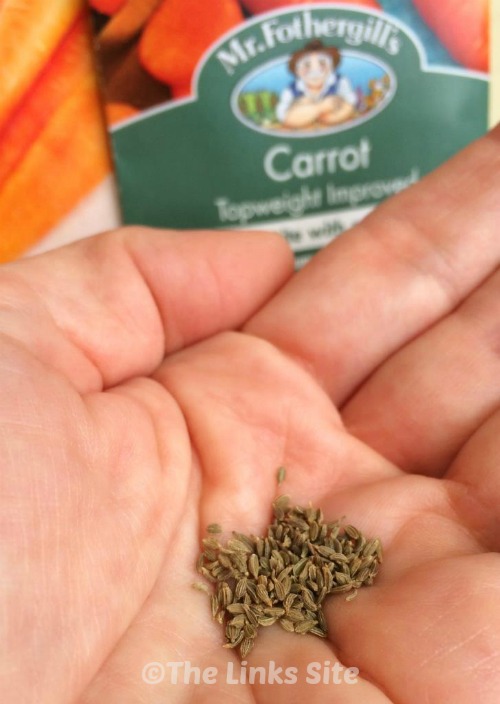 Lots of tiny carrot seeds in the palm of a hand. Packets of carrot seeds can be seen in the background.