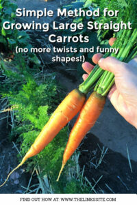 Two carrots with the tops still attached being held over the top of a carrot patch in the garden. Text overlay says: Simple Method for Growing Big Straight Carrots (no more twists and funny shapes!).