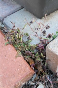 Controlling Purple Oxalis Weed - The Links Site