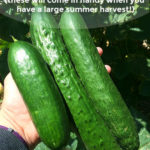 Three cucumbers of varying size are being held in the palm of a hand. The cucumber vine can be seen in the background. Text overlay says: Simple Cucumber Storage Tips (these will come in handy when you have a large summer harvest!).