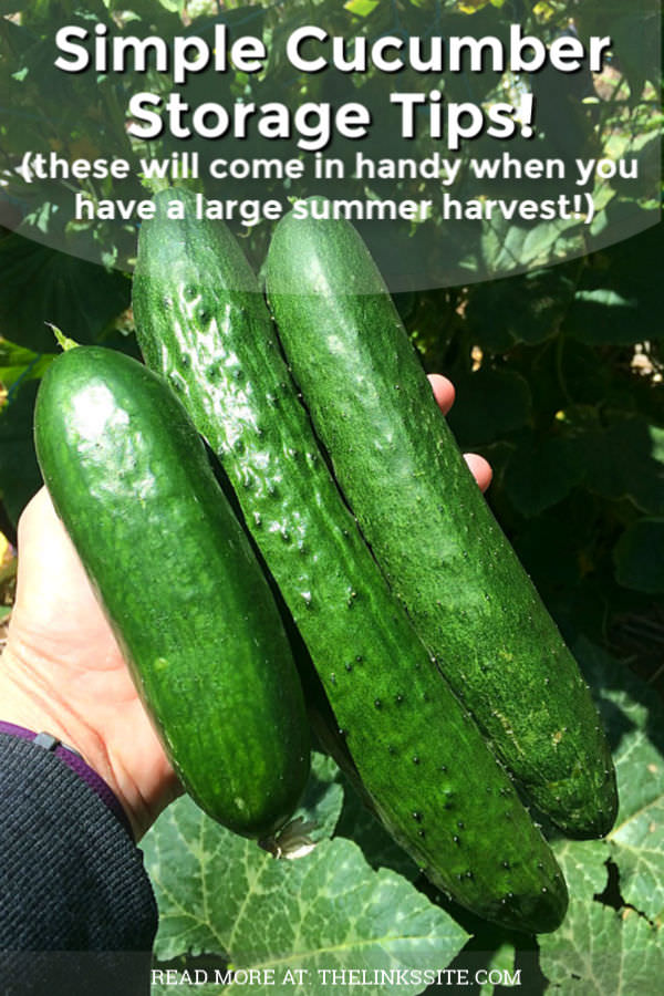 Cucumbers Storage Tips to Keep Them Fresh The Links Site