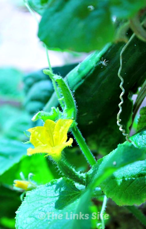 Cucumbers: Storage Tips to Keep Them Fresh | The Links Site