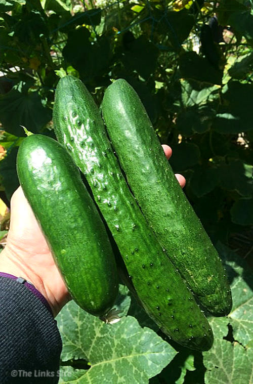 Three cucumbers of varying size are being held in the palm of a hand. The cucumber vine can be seen in the background.