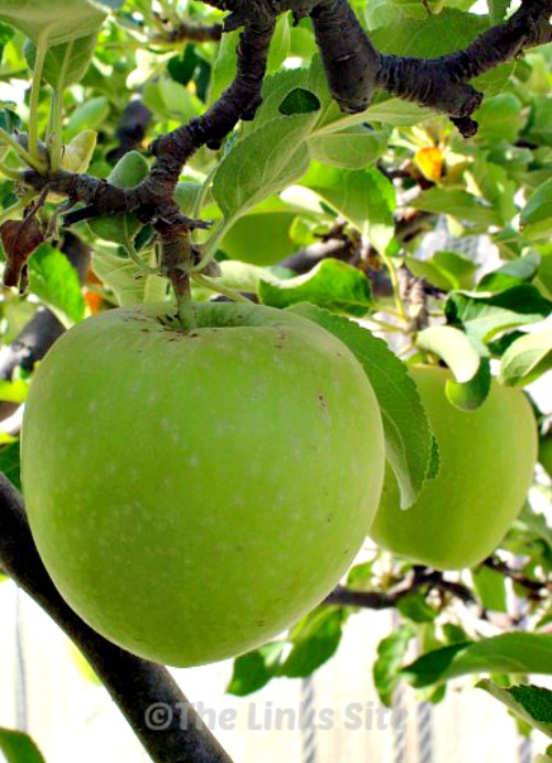 green apple tree photo