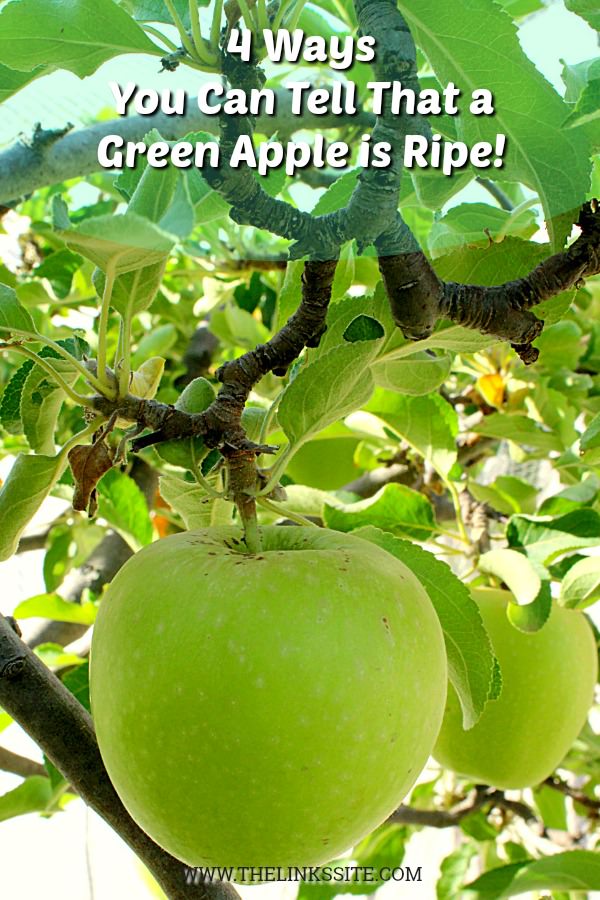 Two green apple hanging on a tree. Text overlay says: 4 Ways You Can Tell That a Green Apple is Ripe! 