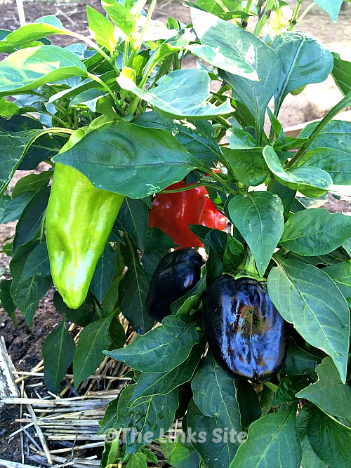 Capsicum plants with different coloured ripening capsicums on them.