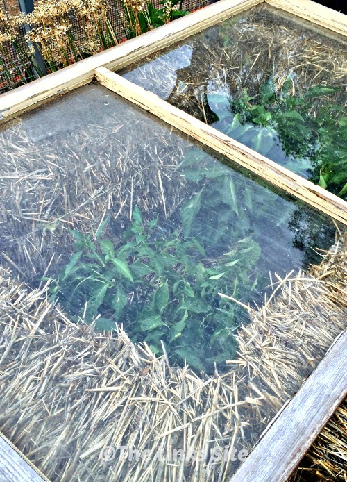 View looking down on some capsicum plants that have been surrounded by straw bales and covered with a glass window.