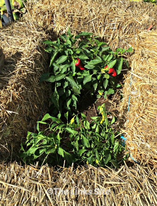 Overhead view of capsicum plants surrounded by straw bales.