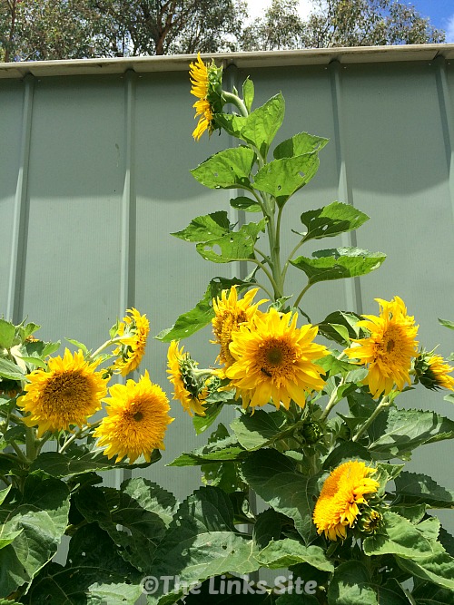 Buy yourself a packet of sunflower seeds and you will be rewarded with some big beautiful bee attracting flowers!