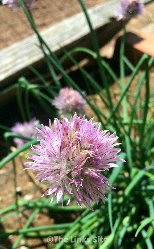 Chives are great to eat and to use in recipes plus their flowers attract bees!