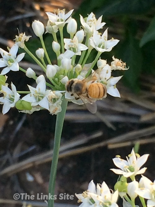 Garlic Chives flower towards the end of summer and they are always covered in bees!