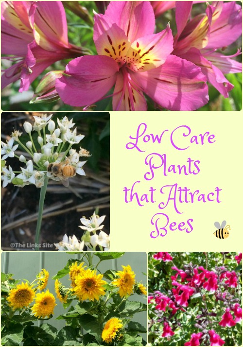 Low Care Plants that Attract Bees