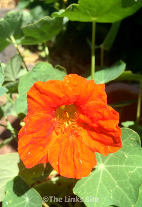 Nasturtium flowers not only attract the bees they are also edible!