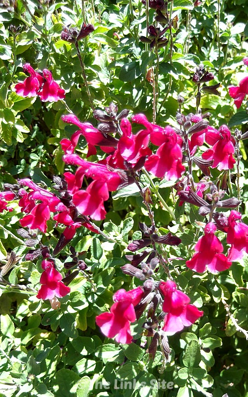 Salvias flower for a long time, attract bees, and they are very hardy!